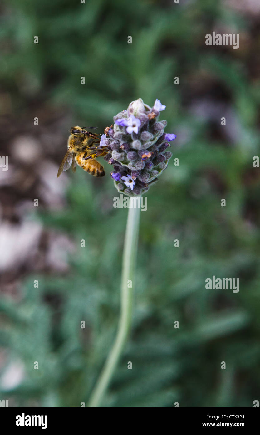 Europäische Honigbiene (Apis Mellifera) auf einer französischen Lavendel (Lavandula Dentata) Blume. Stockfoto