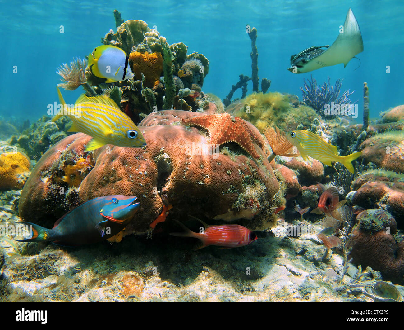 Korallenriff mit einem Seestern, spotted Eagle Ray und bunte Tropenfische, Karibik Stockfoto