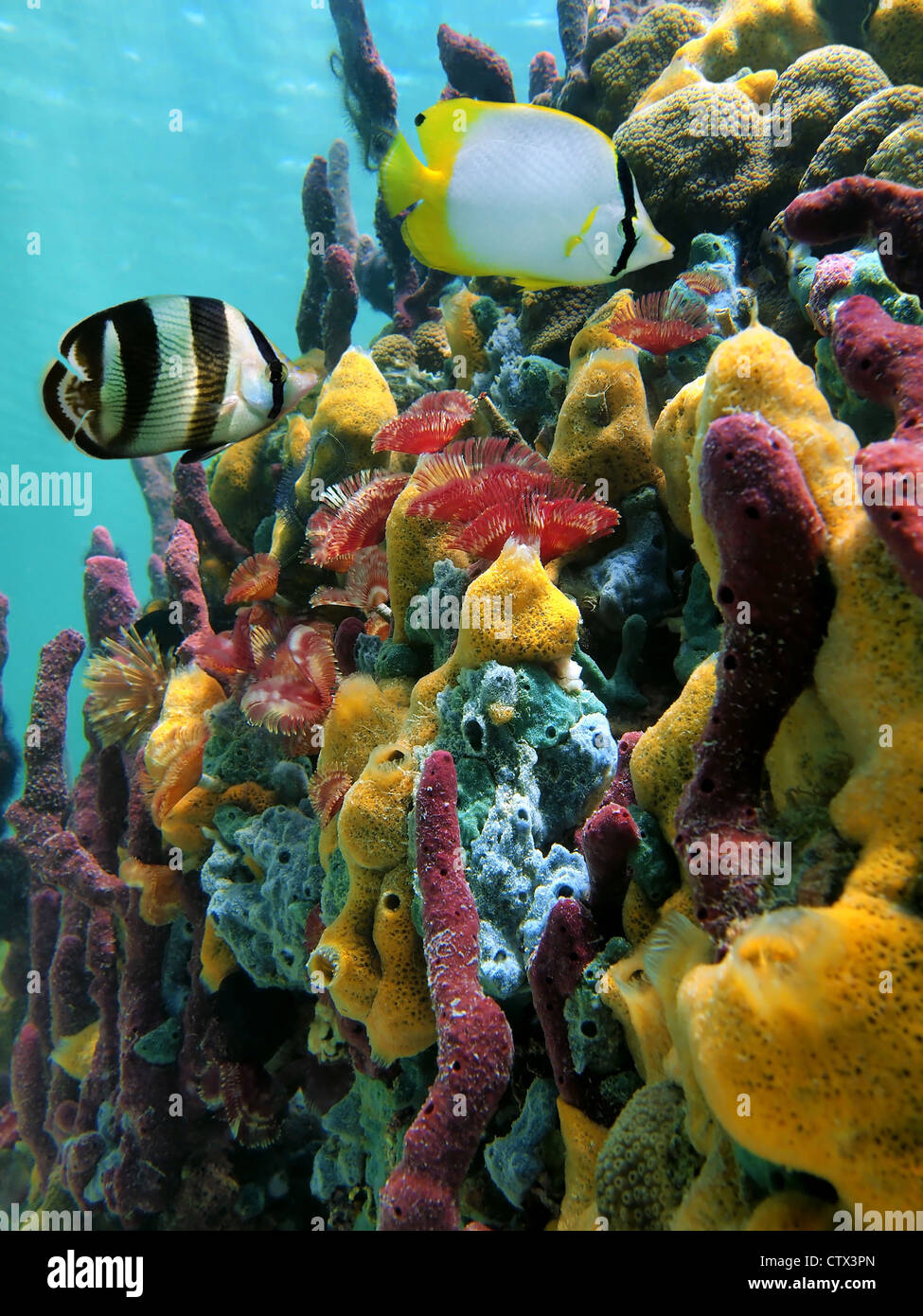 Bunte Unterwasserwelt mit Schwämme, marine Würmer und tropische Fische in einem Korallenriff, Karibik Stockfoto
