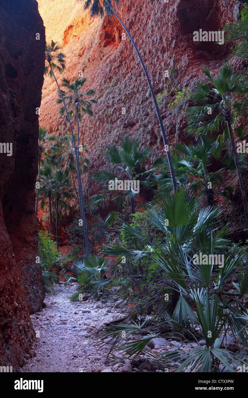 Echidna Chasm, Bungle Bungle Nationalpark, Western Australia, Australia Stockfoto