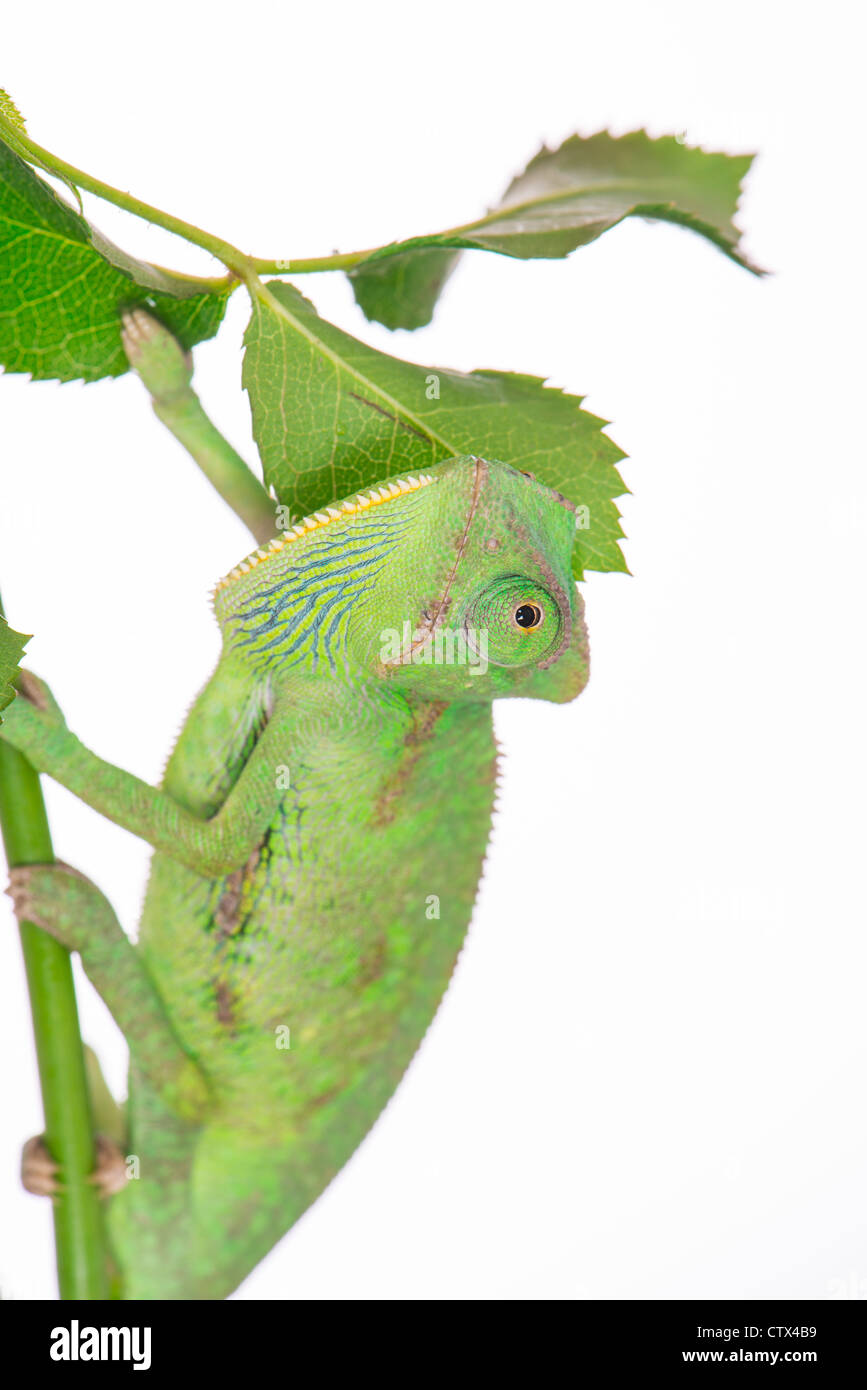kleines grünes Chamäleon auf einem Ast Stockfoto