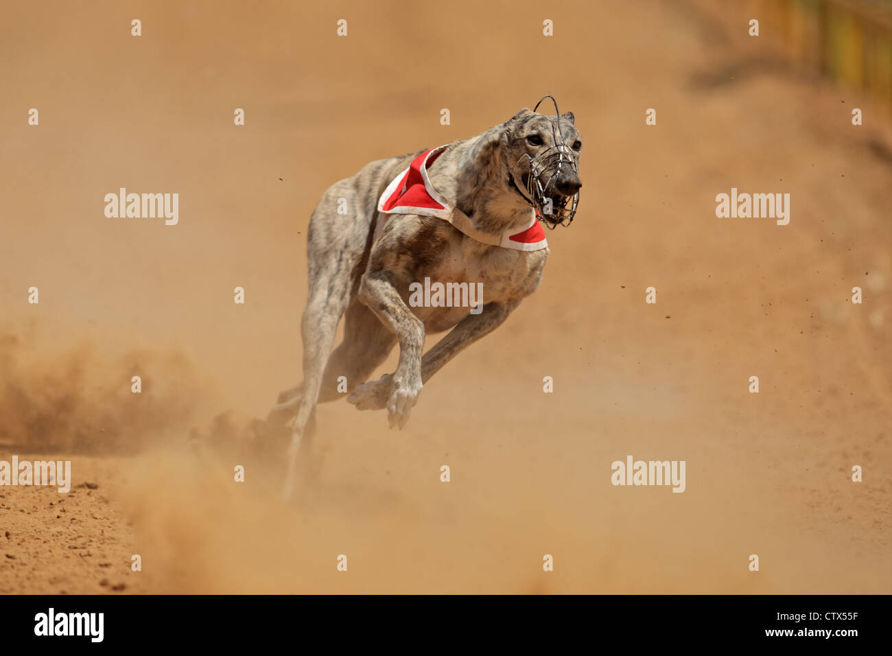 Windhund mit voller Geschwindigkeit während eines Rennens Stockfoto