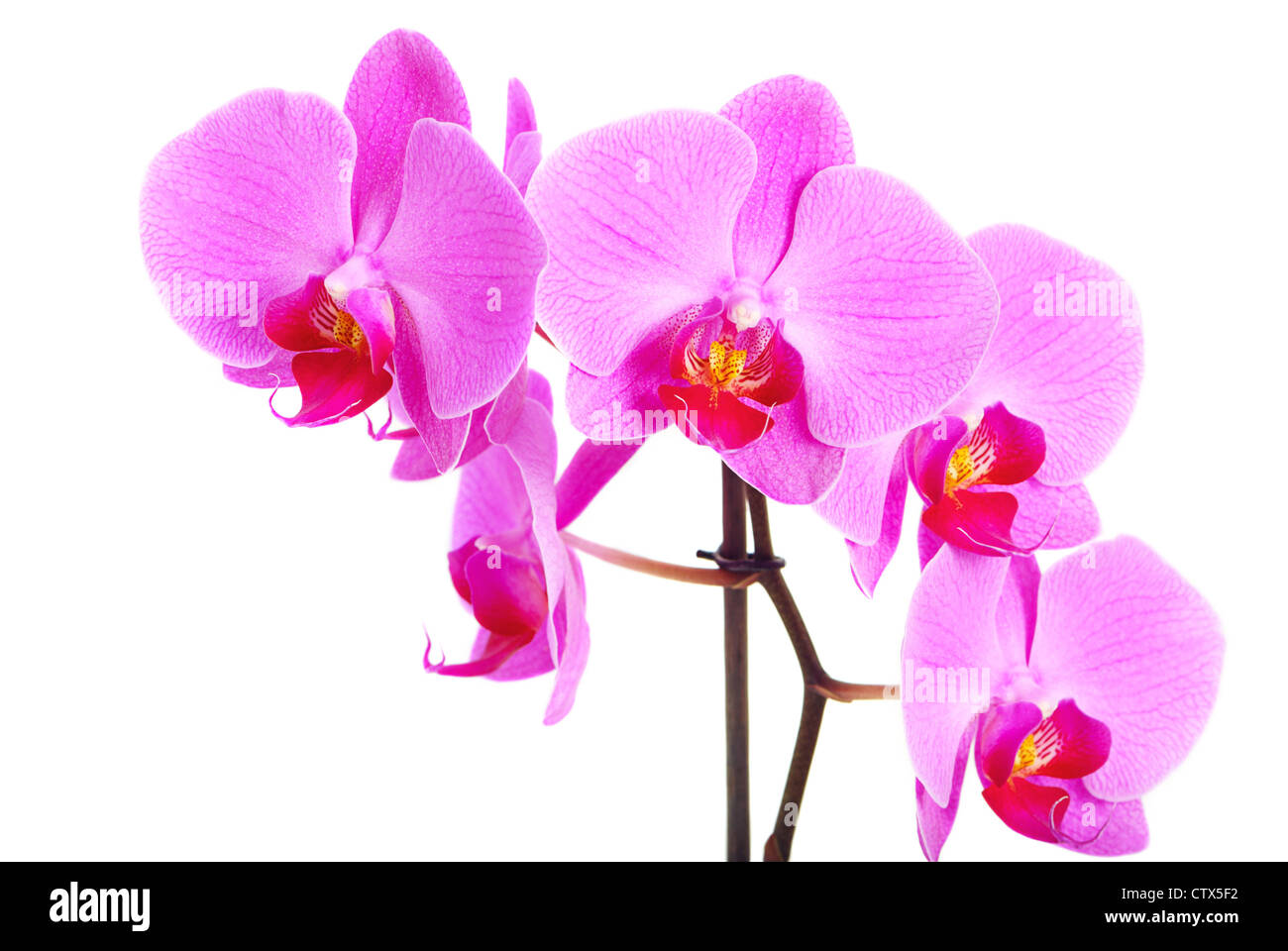 Schöne rosa Orchidee isoliert auf weißem Hintergrund Stockfoto