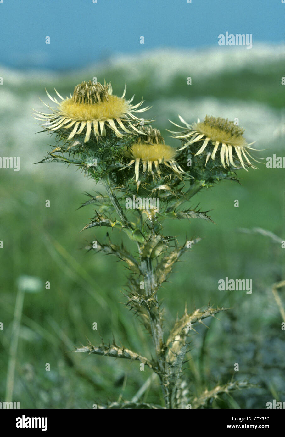 CARLINE DISTEL Carlina Vulgaris (Asteraceae) Stockfoto