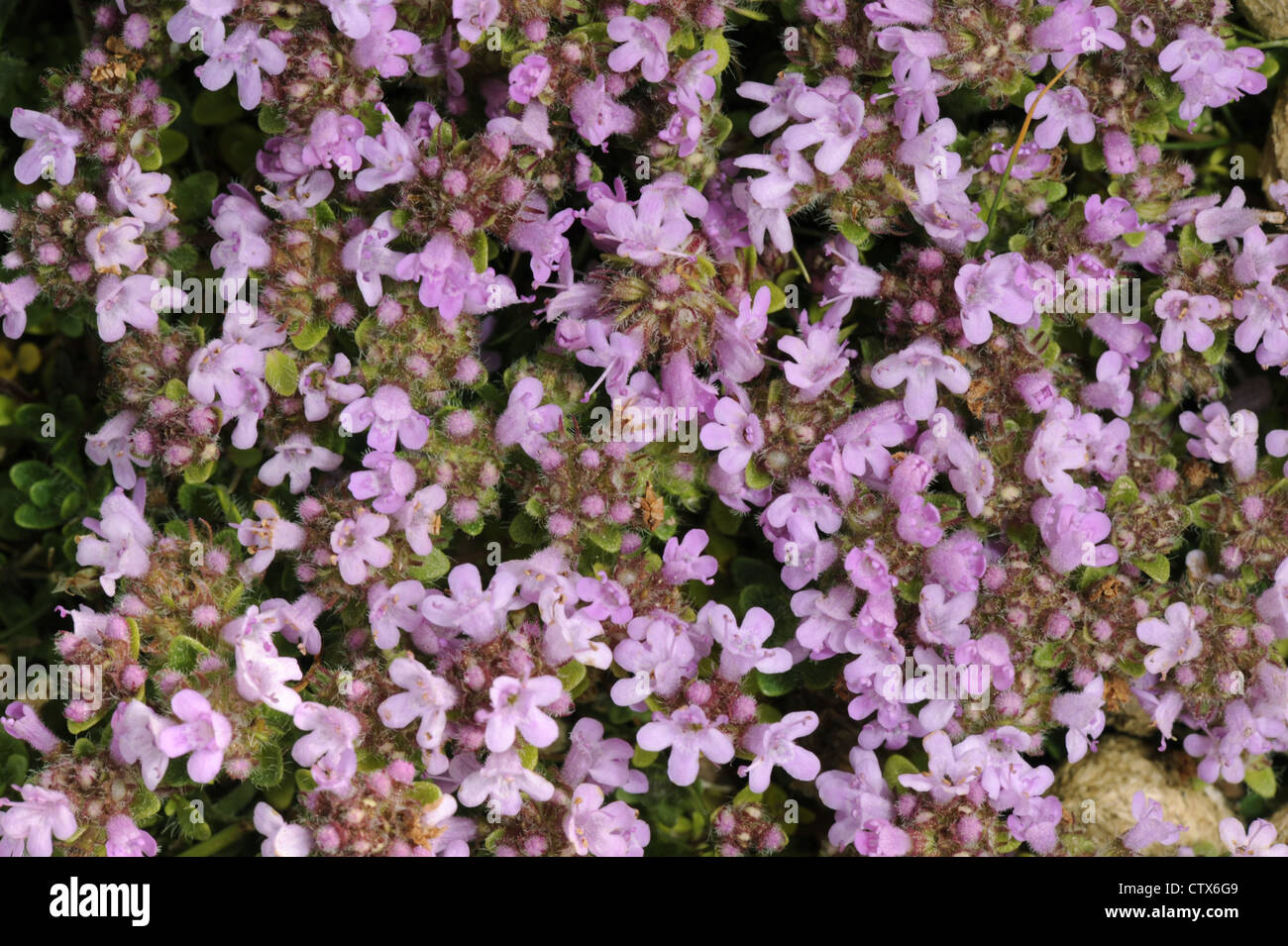 WILDER Thymian Thymus Polytrichus (Lamiaceae) Stockfoto