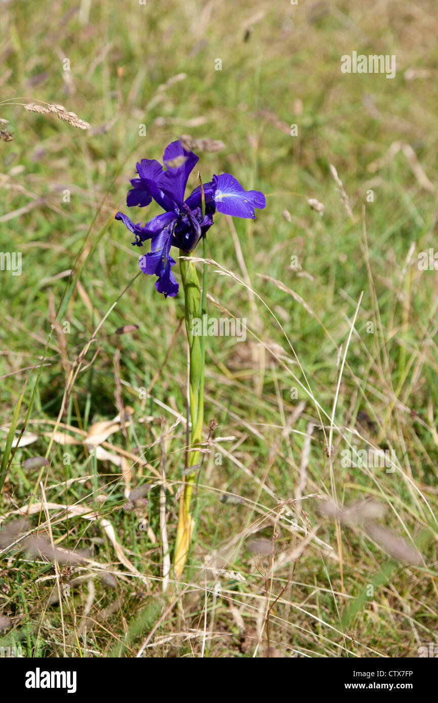 Iris Latifolia (englische Iris), in der Nähe der Pic du Midi d' Ossau, in den Pyrenäen-Nationalpark (westlichen Pyrenäen - Frankreich). Stockfoto