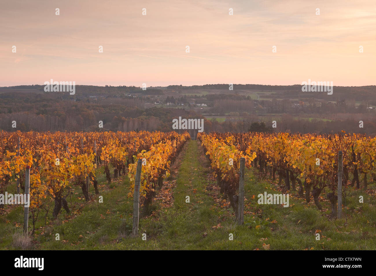 Weinberge in der Nähe von Chenonceaux in Frankreich Stockfoto