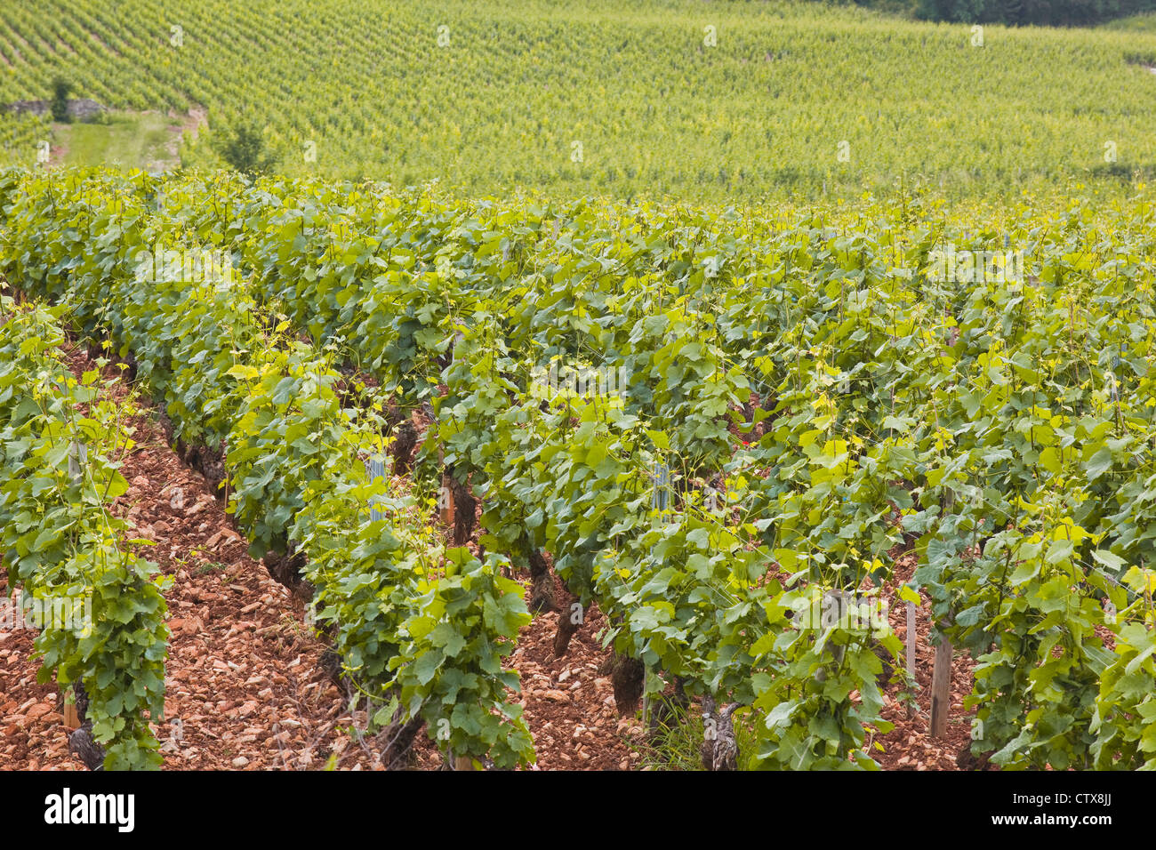 Weinberge in der Nähe der Stadt Beaune im Burgund, Frankreich. Stockfoto