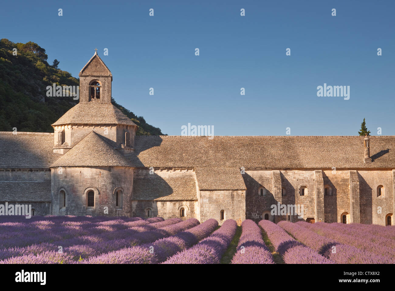 Lavendel vor der Abbaye de Senanque in der Provence Stockfoto