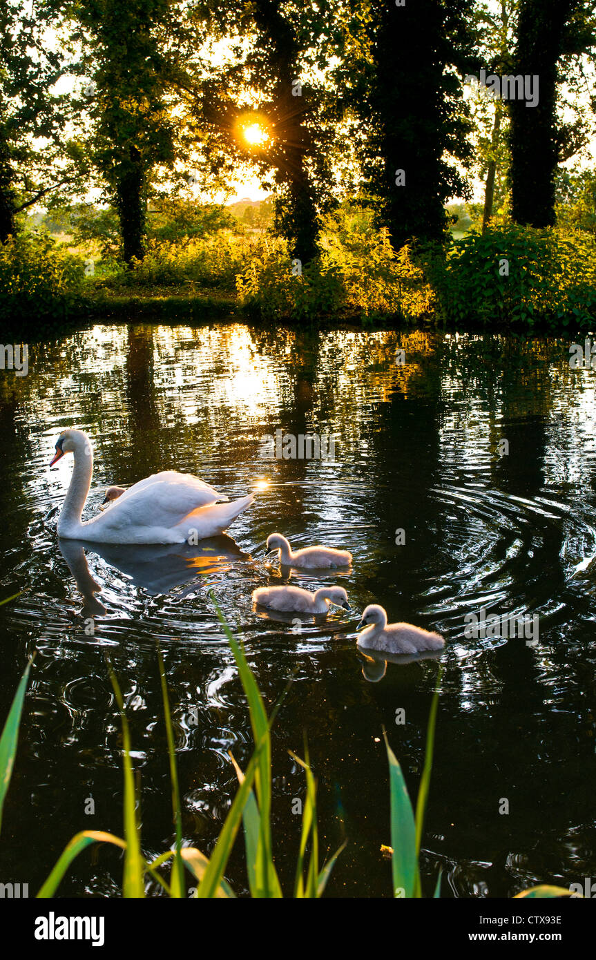 SWAN CYGNETS RIVER WEY SPRING Pen Swan und Zygnets am unteren Rand des Gartens an einem ruhigen National Trust River Wey bei Sonnenuntergang Surrey England Großbritannien Stockfoto