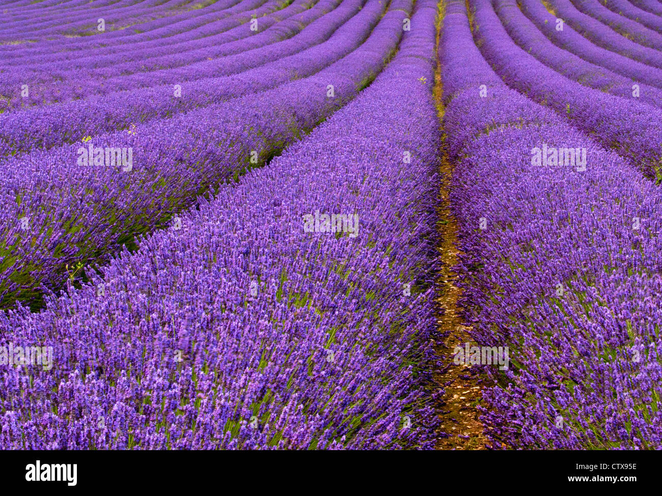 Lavendel Blumenfeld Stockfoto