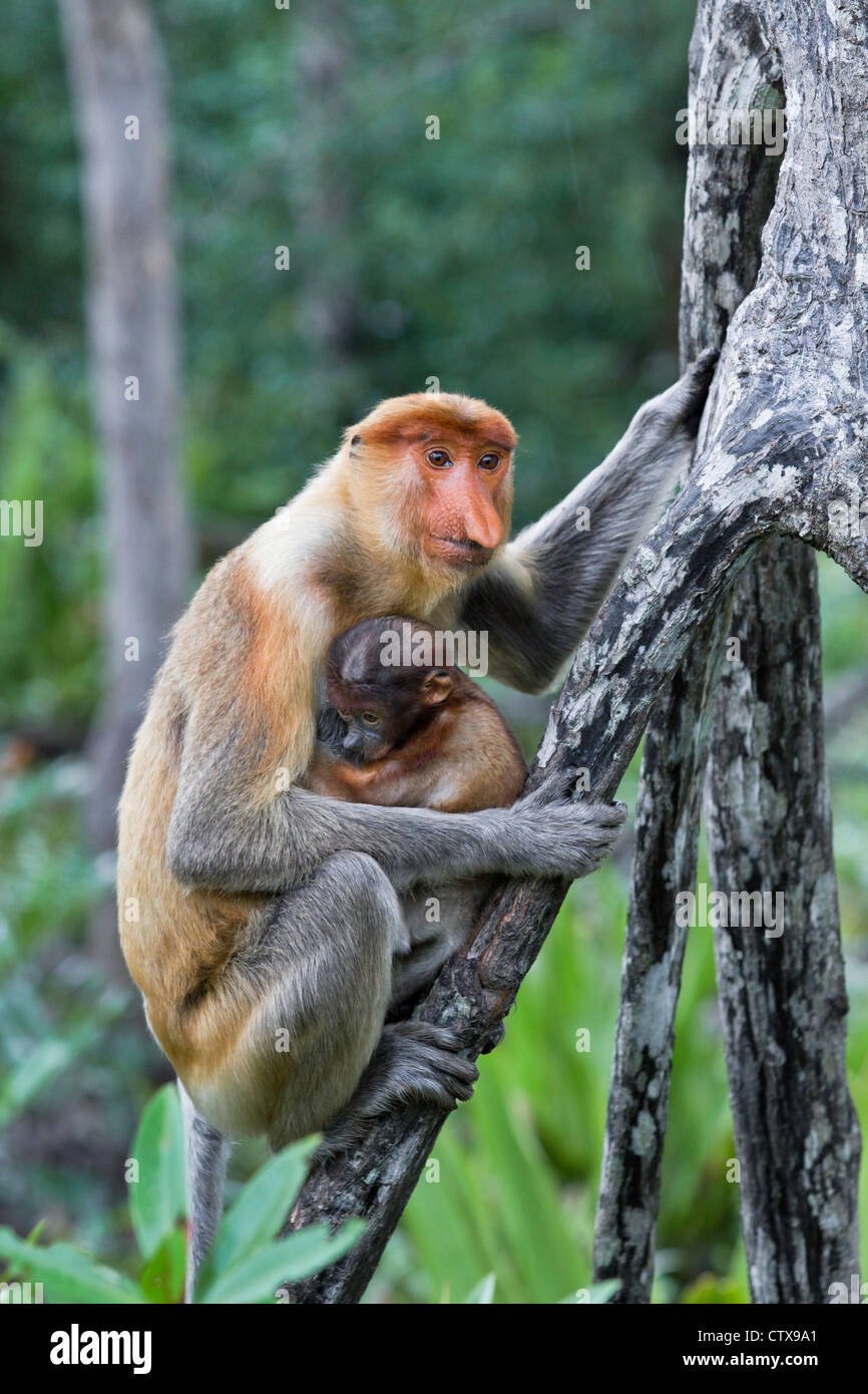 Weibliche Nasenaffe (Nasalis Larvatus) mit Baby Sabah Borneo. Stockfoto