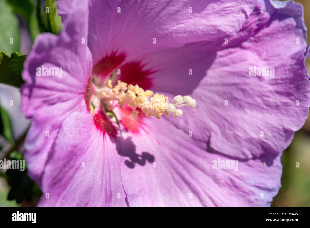 Hibiscus Syriacus Malvae Malvaceae Malve Rosemallow Hibiskus Unkraut Garten Gartenarbeit Sonne sonnig voll helle Blüte Blume lila Stockfoto