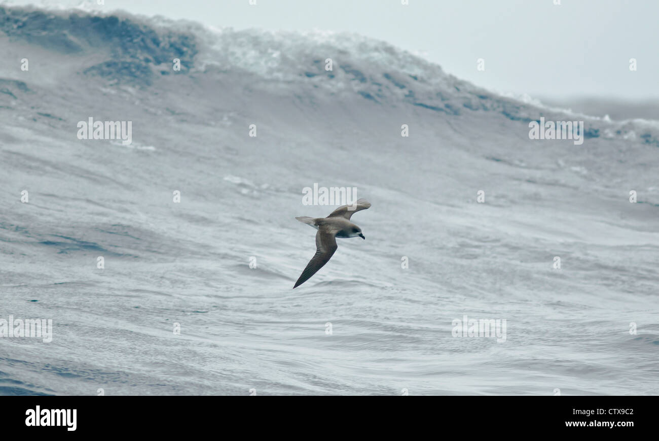 FEAS Desertas Pertrel Licht über Meer rund um Madeira Küste Stockfoto