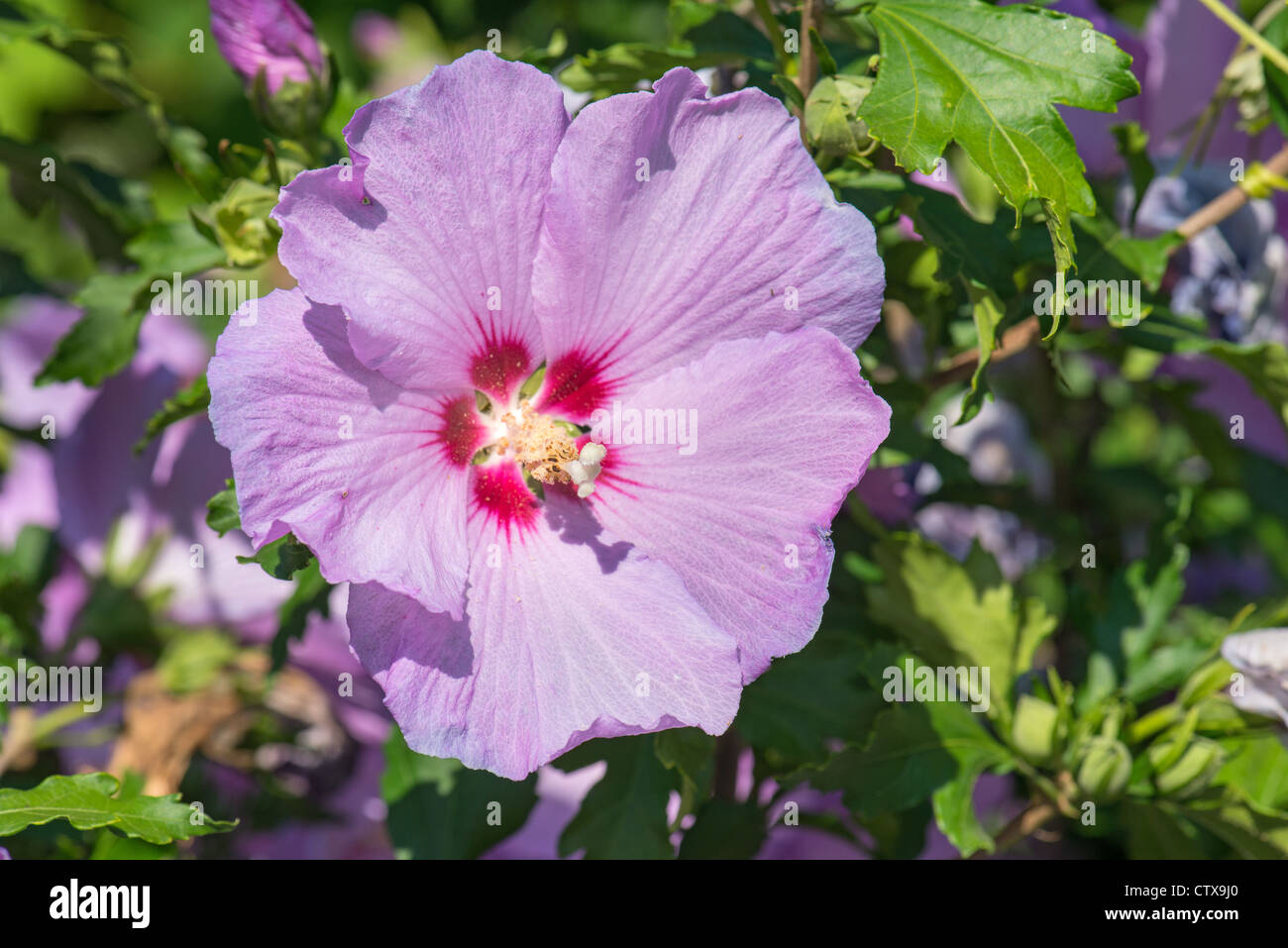 Hibiscus Syriacus Malvae Malvaceae Malve Rosemallow Hibiskus Unkraut Garten Gartenarbeit Sonne sonnig voll helle Blüte Blume lila Stockfoto