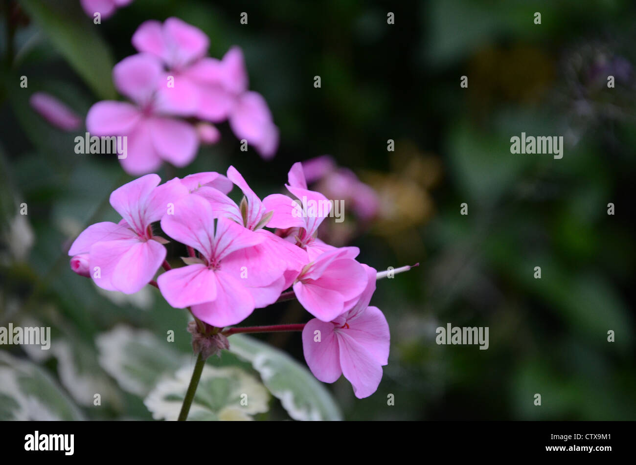 Rosa Blume mit verblassten Hintergrund Stockfoto