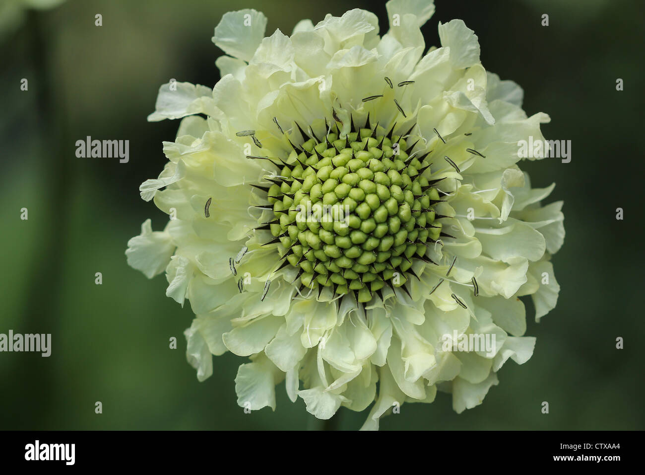 Grüne Blume in einem Park in Liverpool. Stockfoto