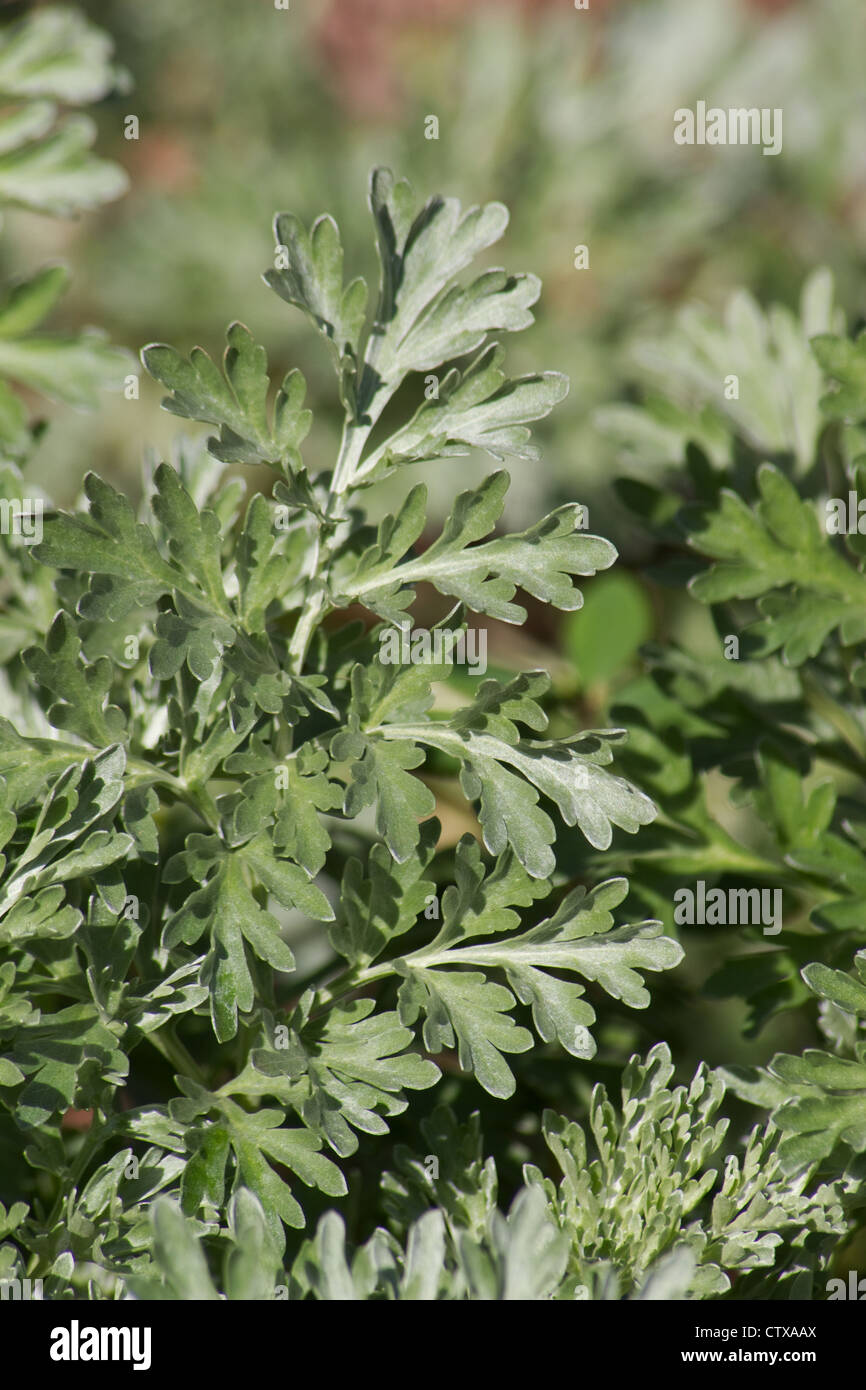 Artemisia Absinthium Absinth Wermut Pflanze Stockfotografie   Alamy