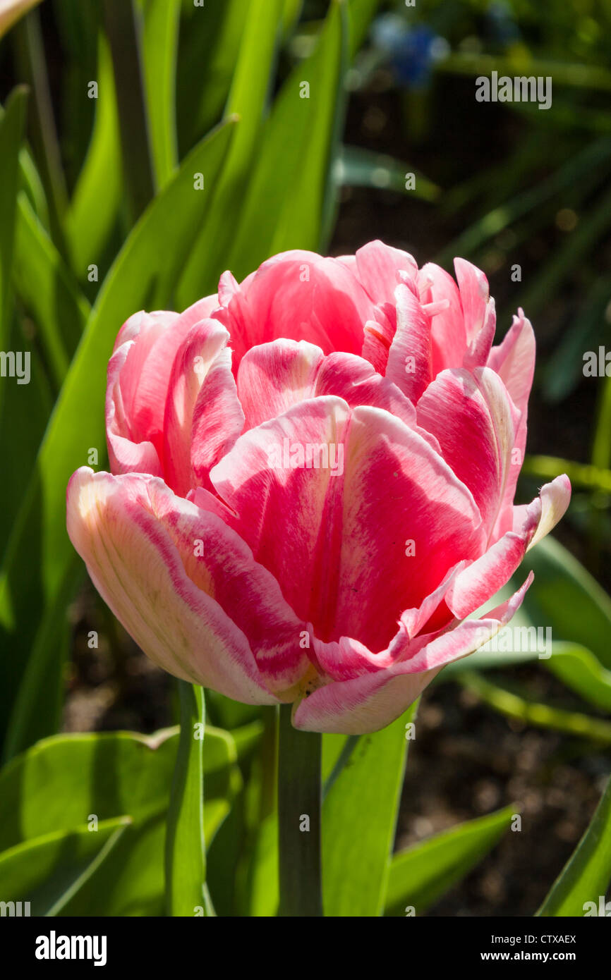 Double Early Tulip - Tulipa 'FOXTROT' in Keukenhof Gardens, Südholland, Niederlande. Stockfoto