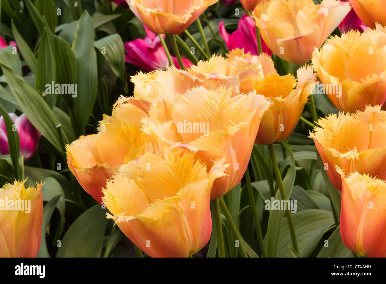 Gefranste Tulpe, Tulipa gefranste 'LAMBADA' in Keukenhof Gardens, Südholland, Niederlande. Stockfoto