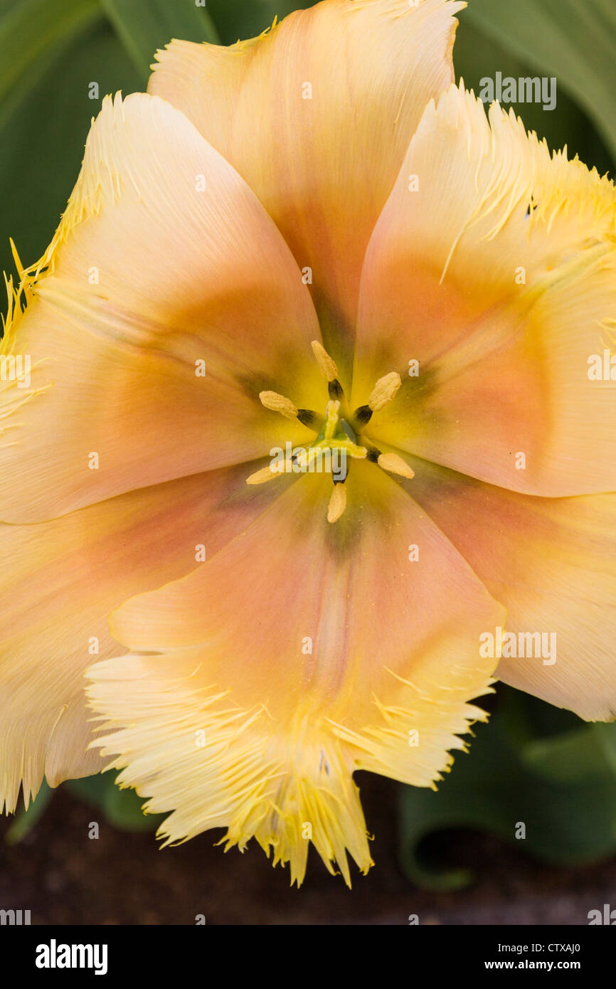 Gefranste Tulpe, Tulipa gefranste 'LAMBADA' in Keukenhof Gardens, Südholland, Niederlande. Stockfoto