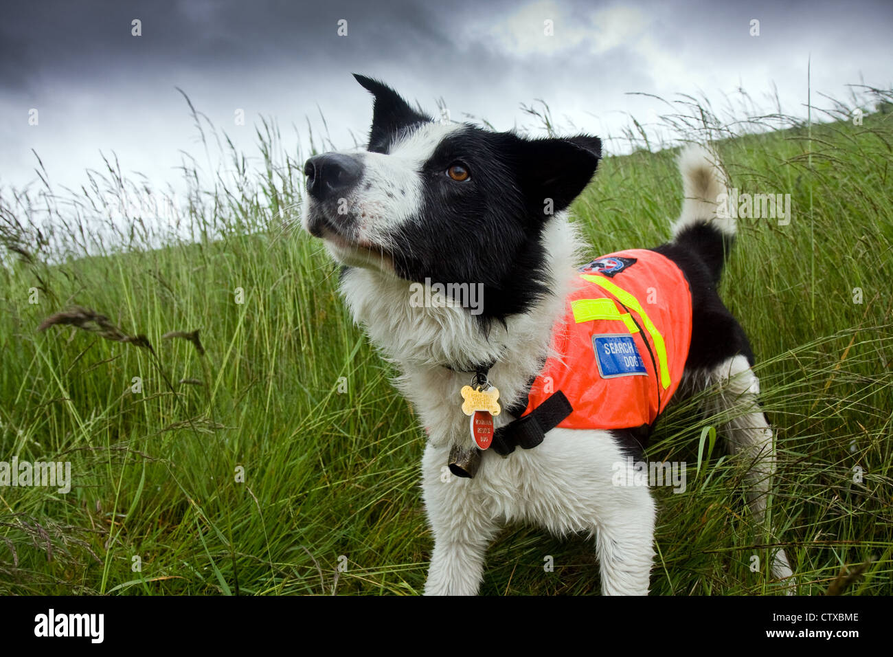 Suchhund Sam Stockfoto