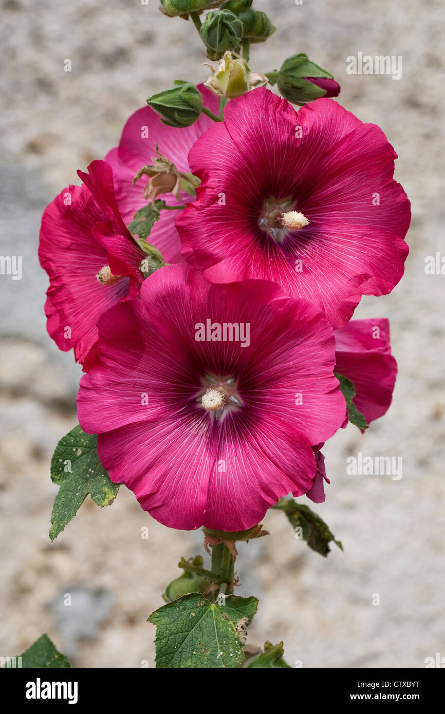 Alcea Rosea. Dunkel rosa Stockrose gegen eine Steinmauer. Stockfoto