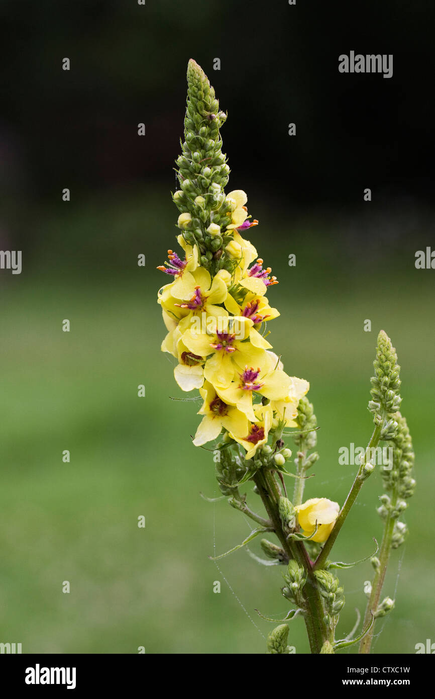 Verbascum Blattaria. Motte Königskerze wächst in Wildblumenwiese. Stockfoto