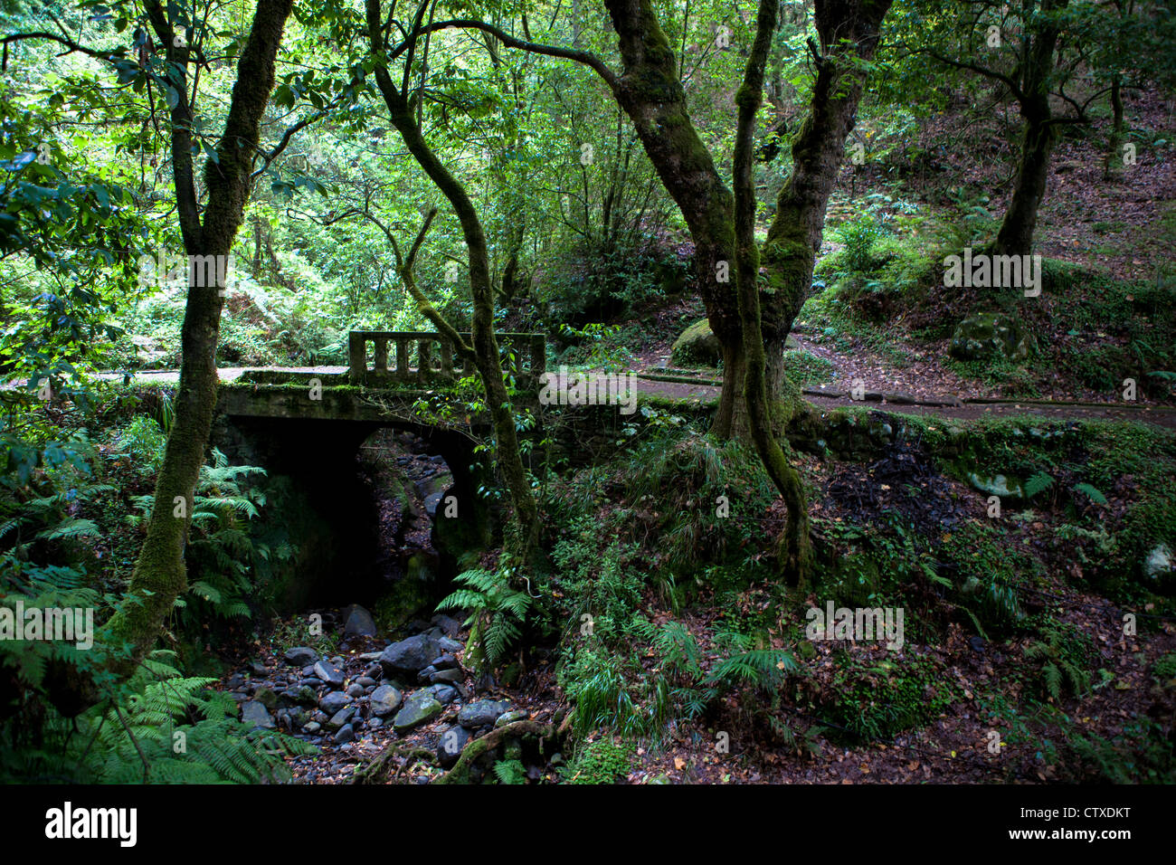 Waldspaziergang Madeira Portugal Stockfoto