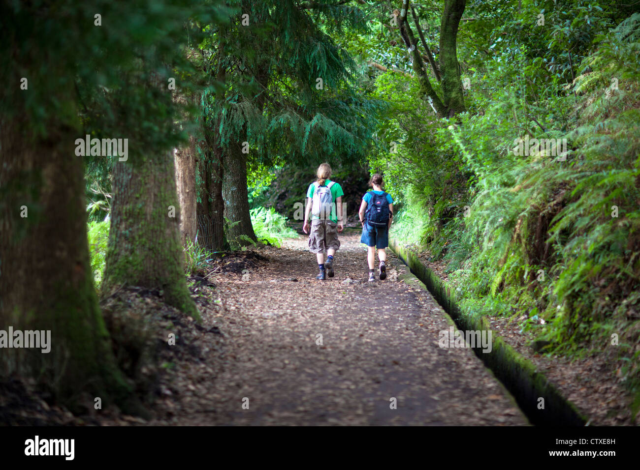 Waldspaziergang Madeira Portugal Stockfoto