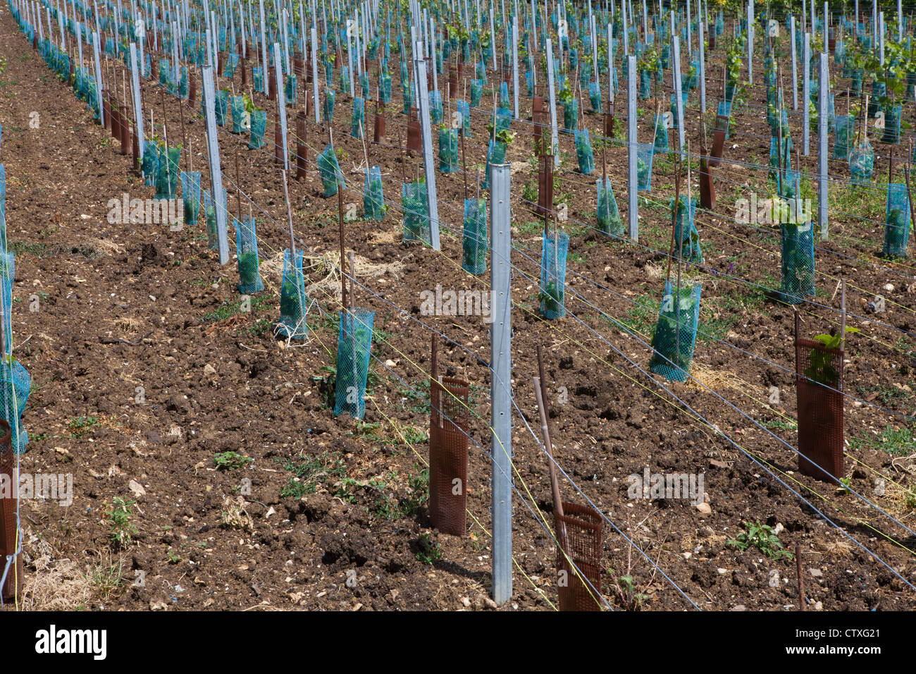 Weinberg in der Champagne, Frankreich Stockfoto Weinberg in der Champagne, Frankreich Stockfoto