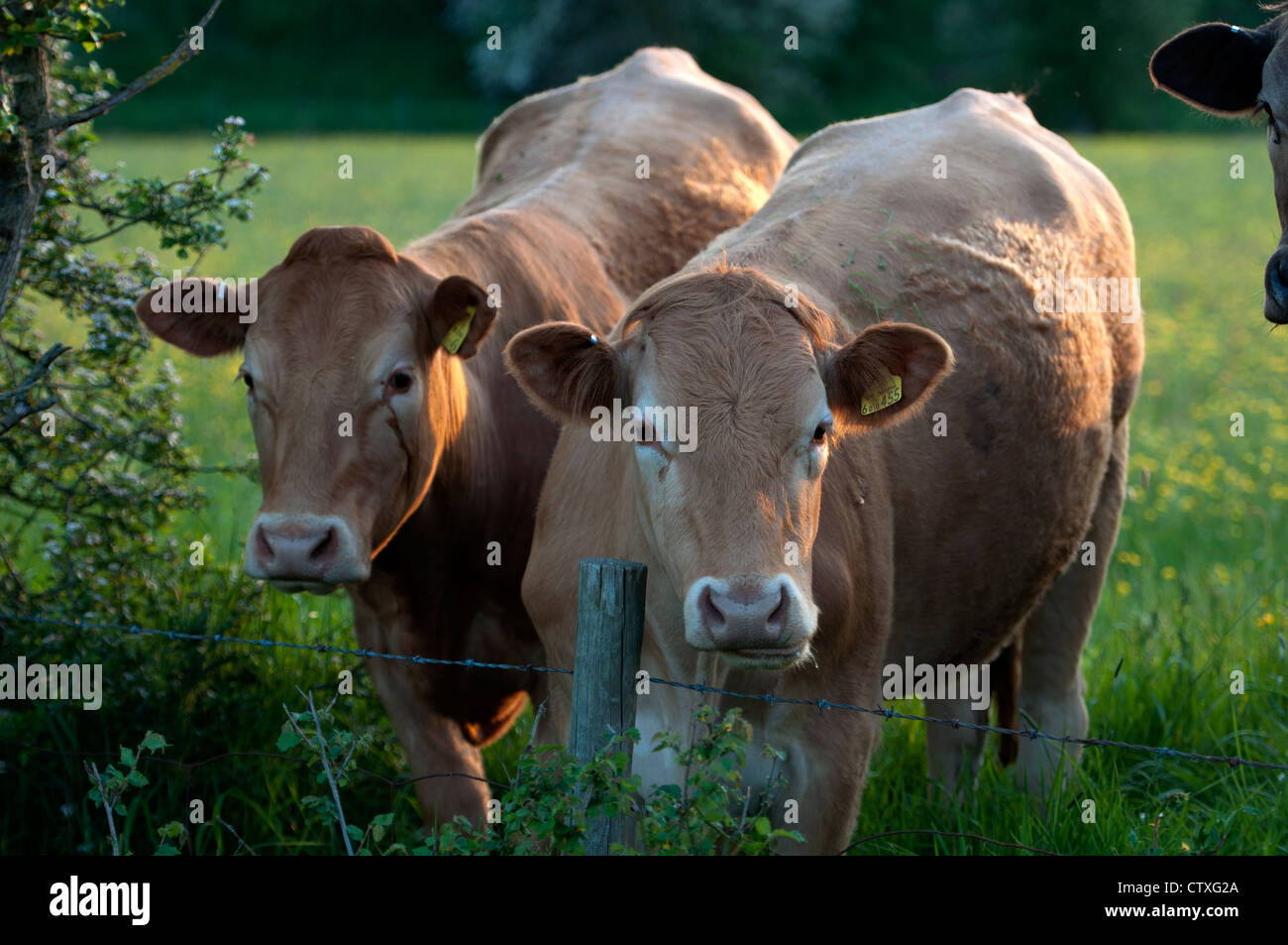 Rinder mit Ohrmarken Stockfoto