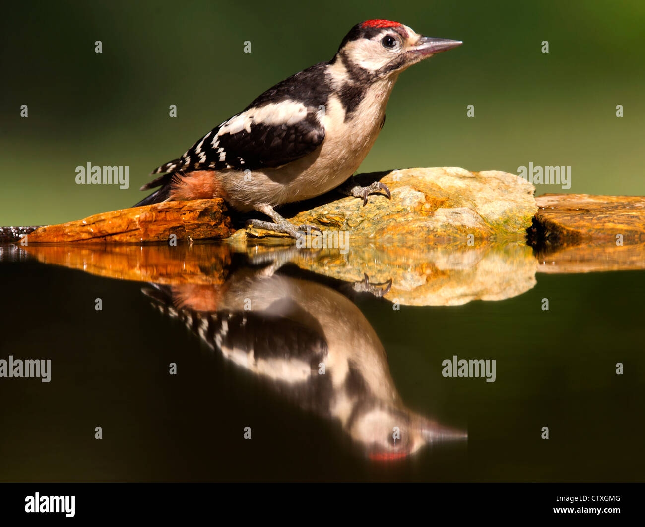 Buntspecht am Rand des Teichs mit Reflexion Stockfoto