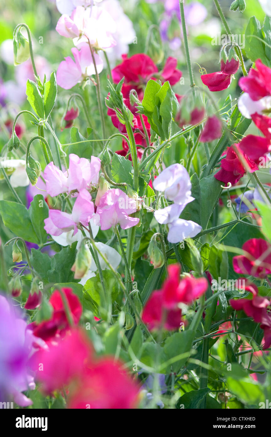 Bunte Sweet pea Blumen in einem englischen Garten Stockfoto