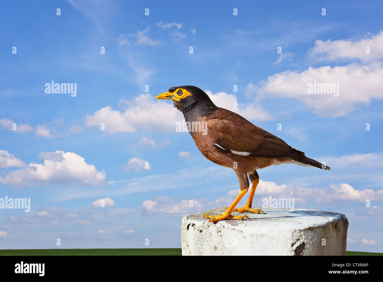 Gemeinsamen Mynah Vogel am bewölkten Himmelshintergrund Stockfoto