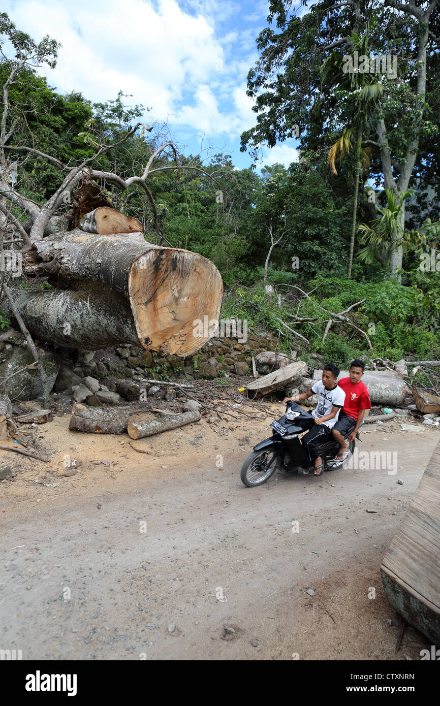 Zwei Männer auf einem Motorrad fahren durch einen großen umgestürzten Baum, der zuvor die Straße blockiert wurde. Stockfoto