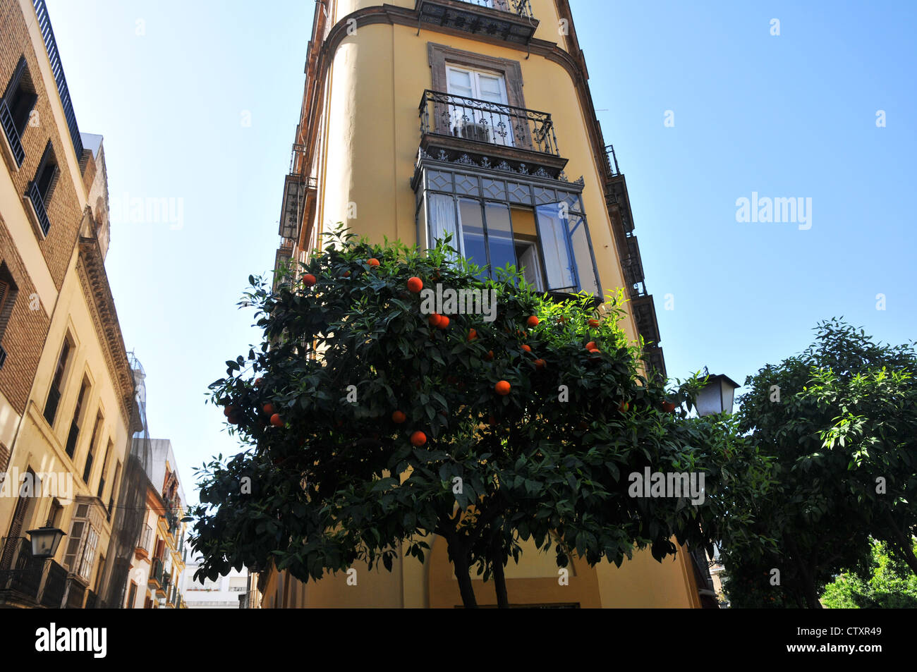 Üppige grüne Orangenbaum mit Orangen vor klassischen spanischen Stil gelbe Gebäude, Zentrum von Sevilla, Spanien. Stockfoto