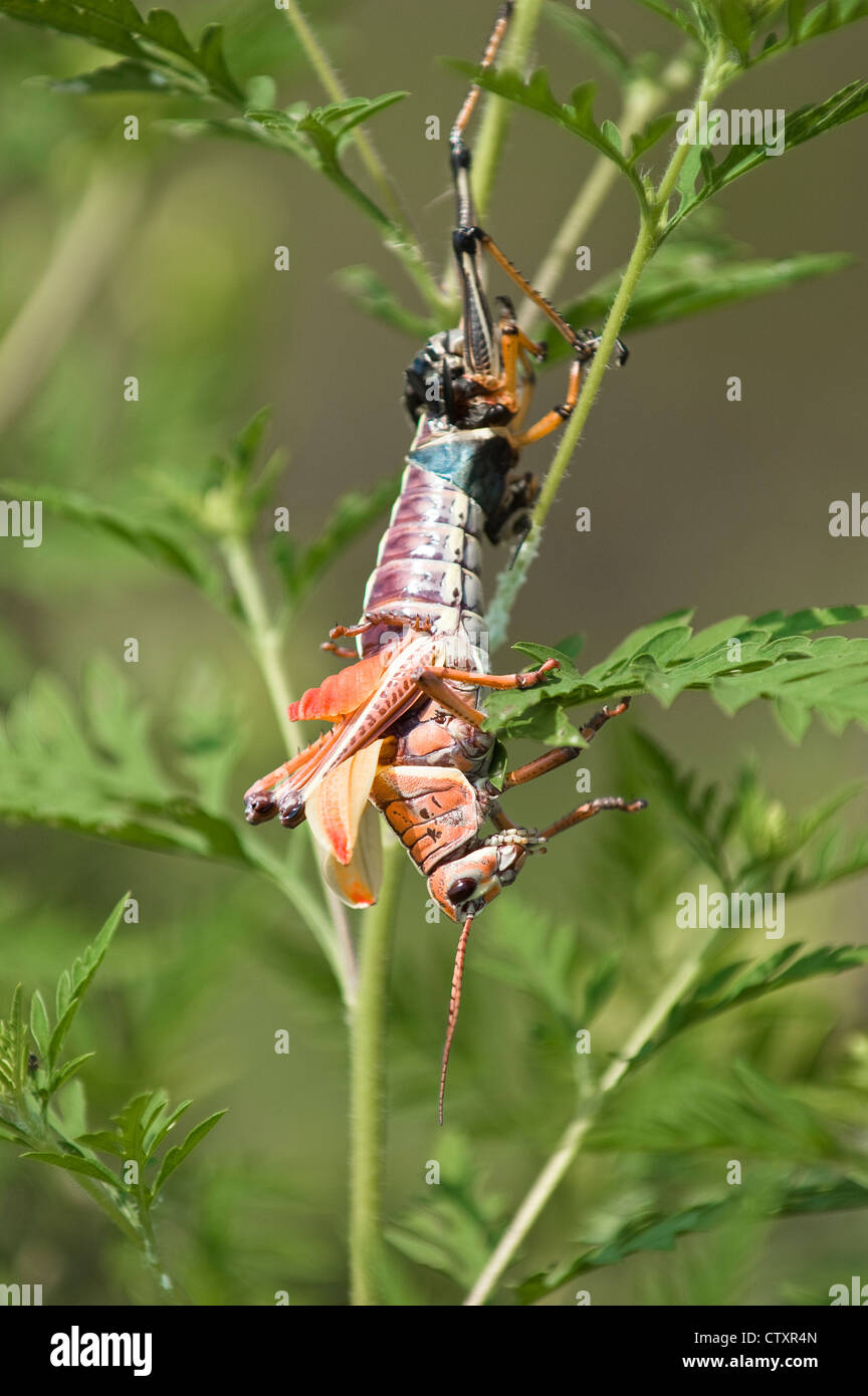 Südöstlichen Lümmel Grasshopper Mauser Stockfoto