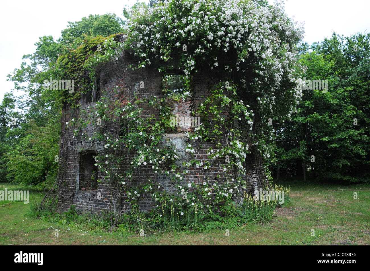 Verfallene Backsteinbau Wrack, Windmühle Basis, bedeckt in Rosa "Rambling Rector' rose, grüne Naturgarten, Kent, England. Stockfoto