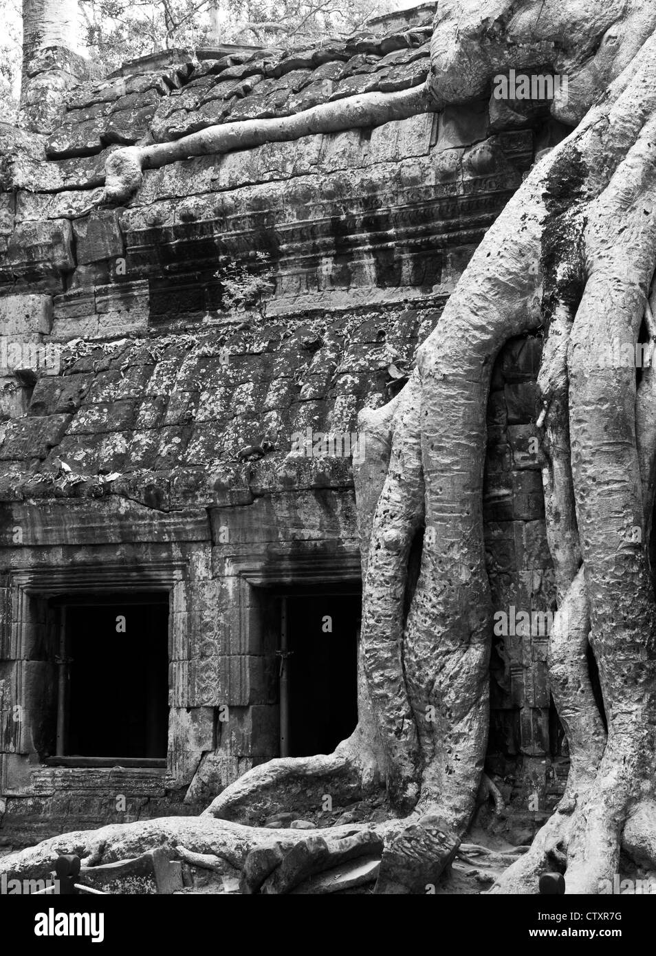 Seide - Cotton Tree Wurzeln Auf der NW-Seite des Gopura III, Ta Prohm Tempel, Angkor, Kambodscha Stockfoto