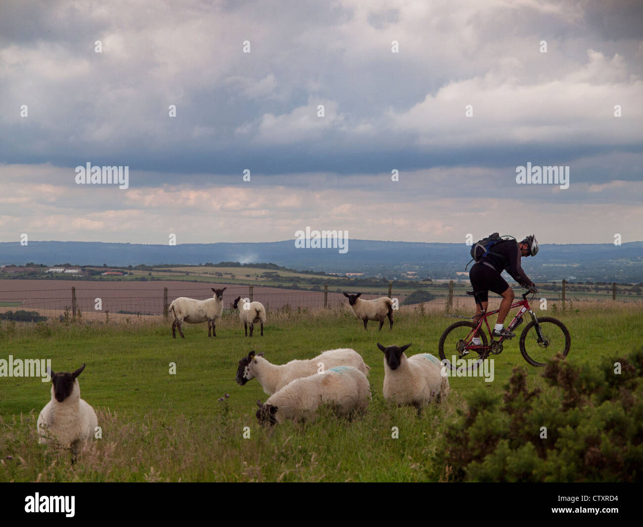 Auf der South Downs Way durchläuft ein Mountain-Bike-Fahrer eine Herde Schafe. Stockfoto