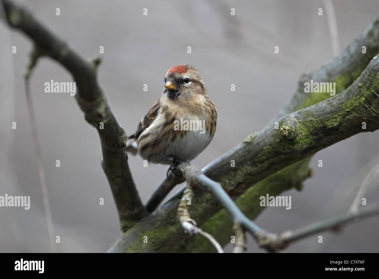 Geringerer Redpoll (Zuchtjahr Cabaret) Stockfoto