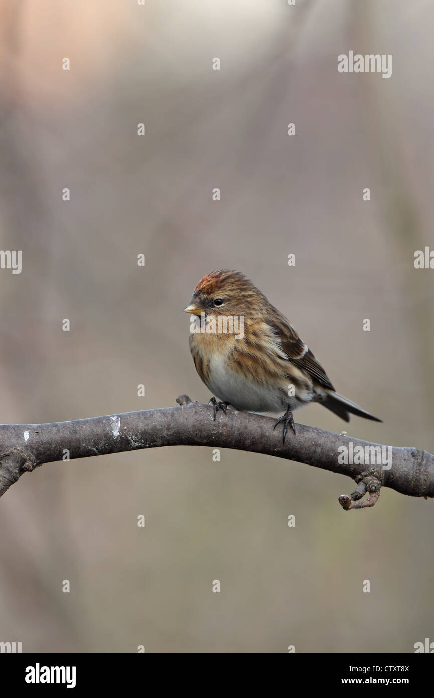 Geringerer Redpoll (Zuchtjahr Cabaret) Stockfoto
