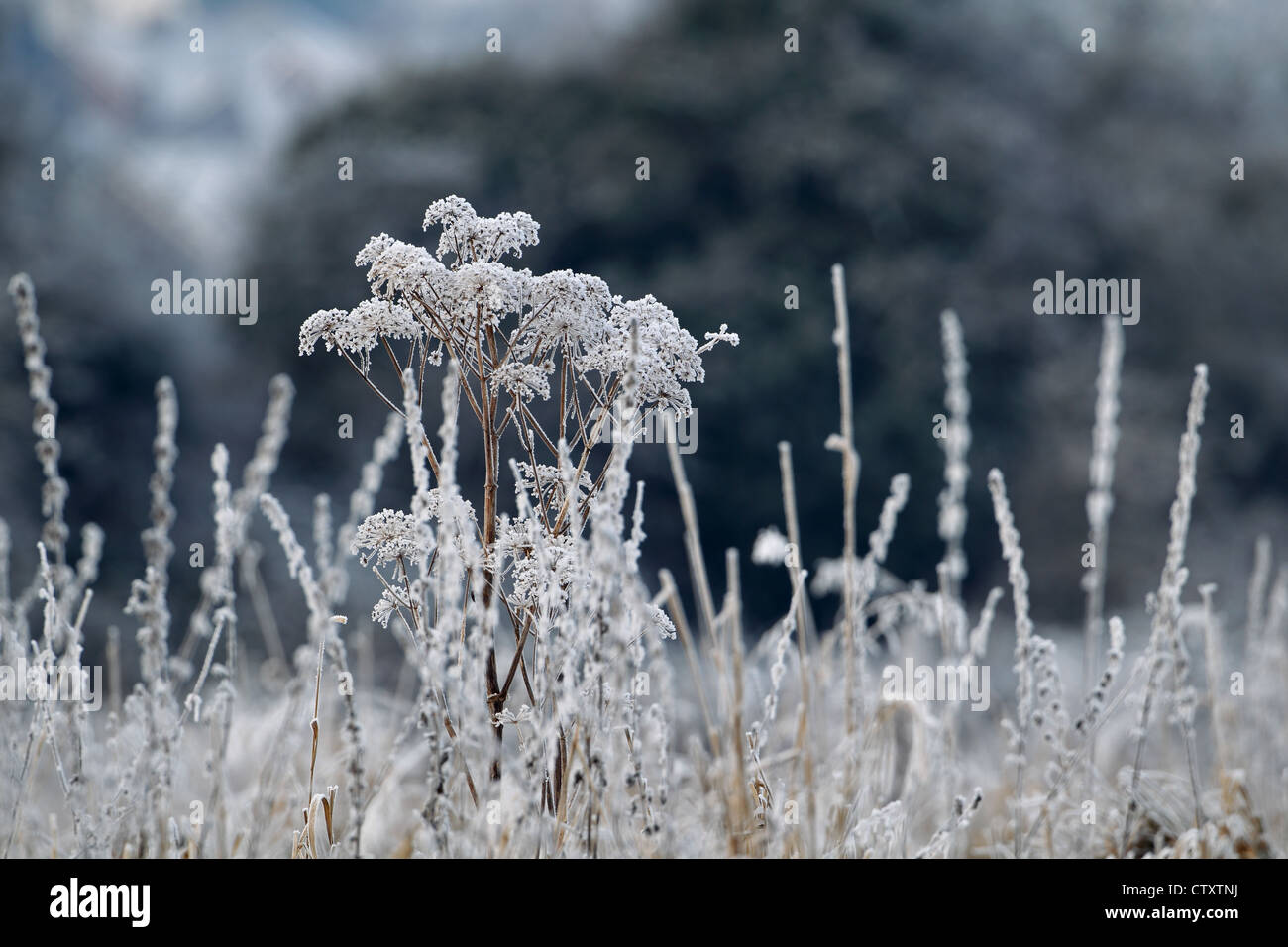 Raureif auf Pflanzen Stockfoto