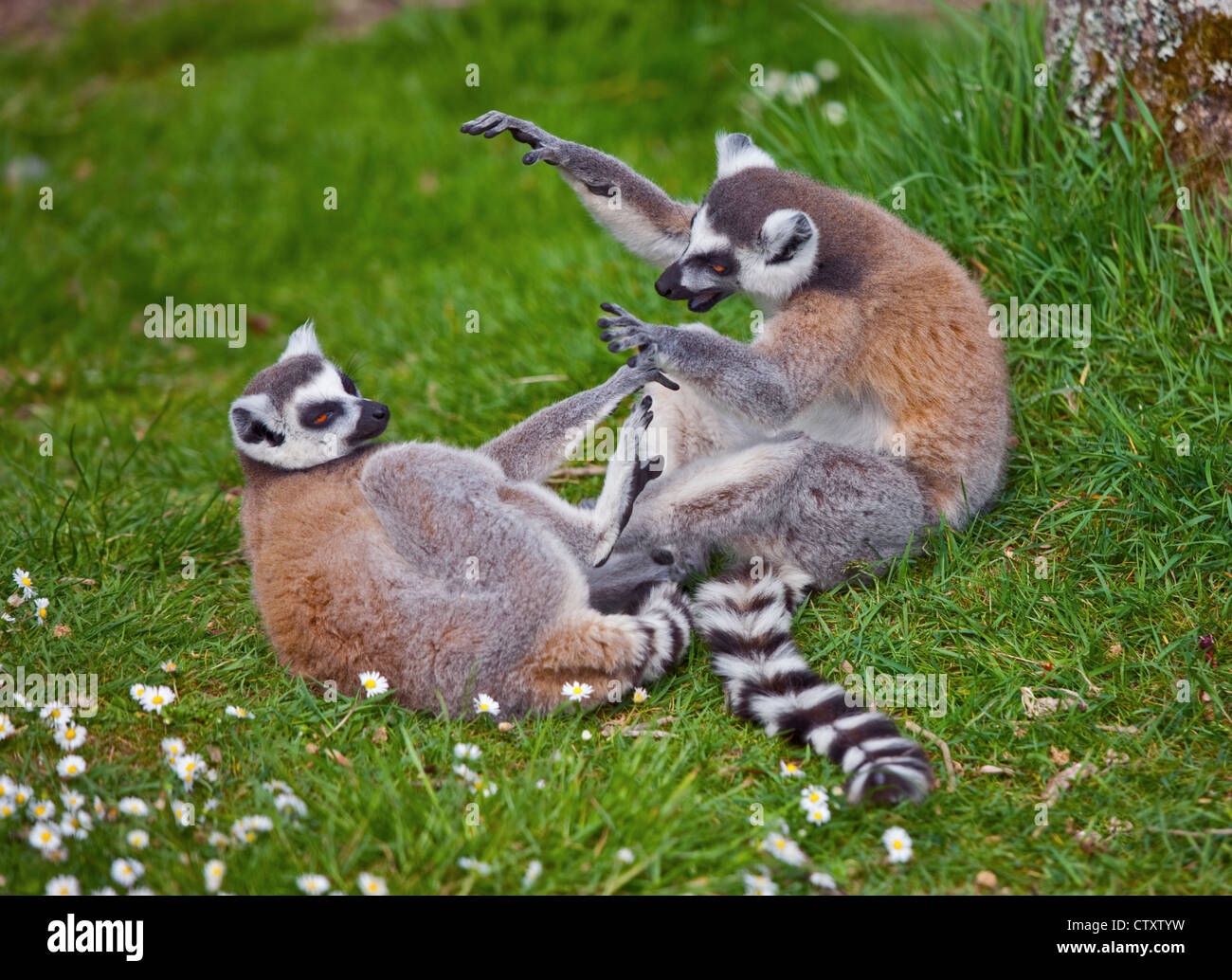 Zwei Ring Tailed Lemuren (Lemur Catta) spielen, UK Stockfoto