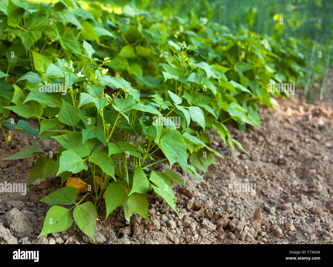 Dicke Bohnen-Pflanze im Garten Stockfoto