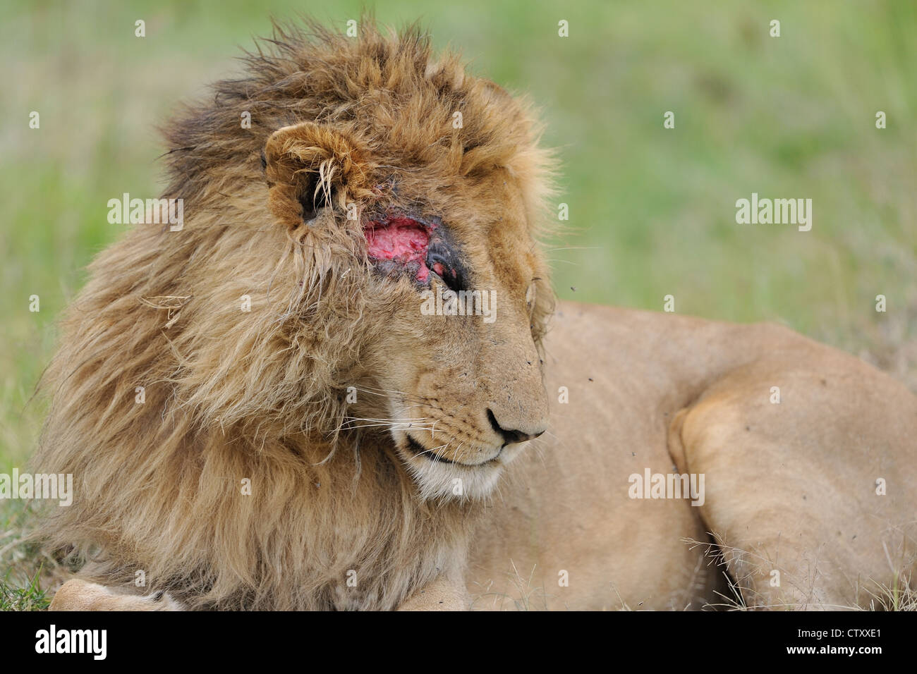 East African Lion - Massai-Löwe (Panthera Leo Nubica) verletzt-männlich (Rocco) im Gras Masai Mara - Kenia - Ost-Afrika Stockfoto