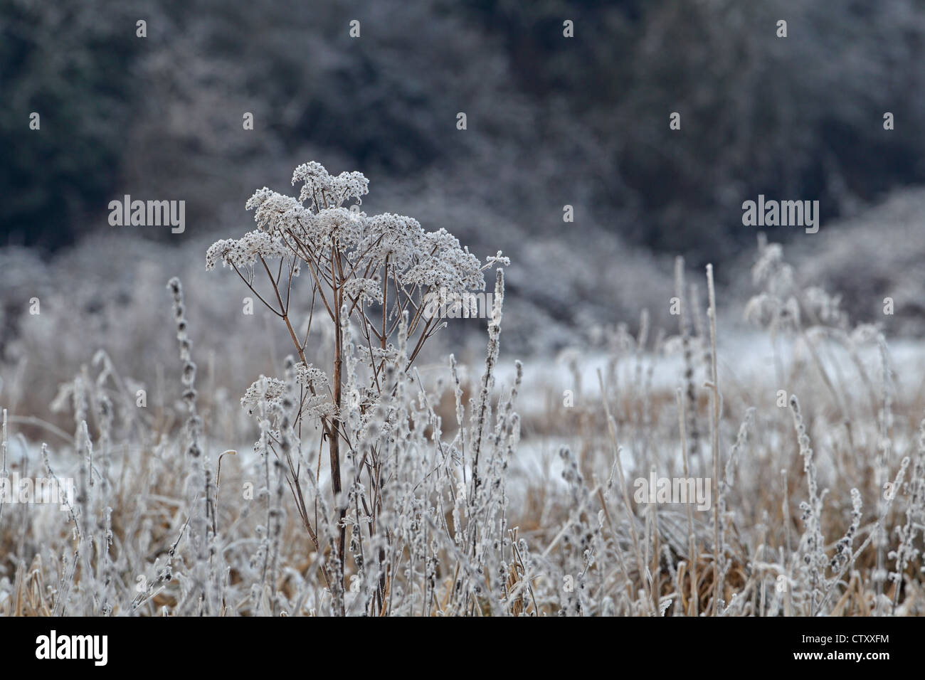 Raureif auf Pflanzen Stockfoto