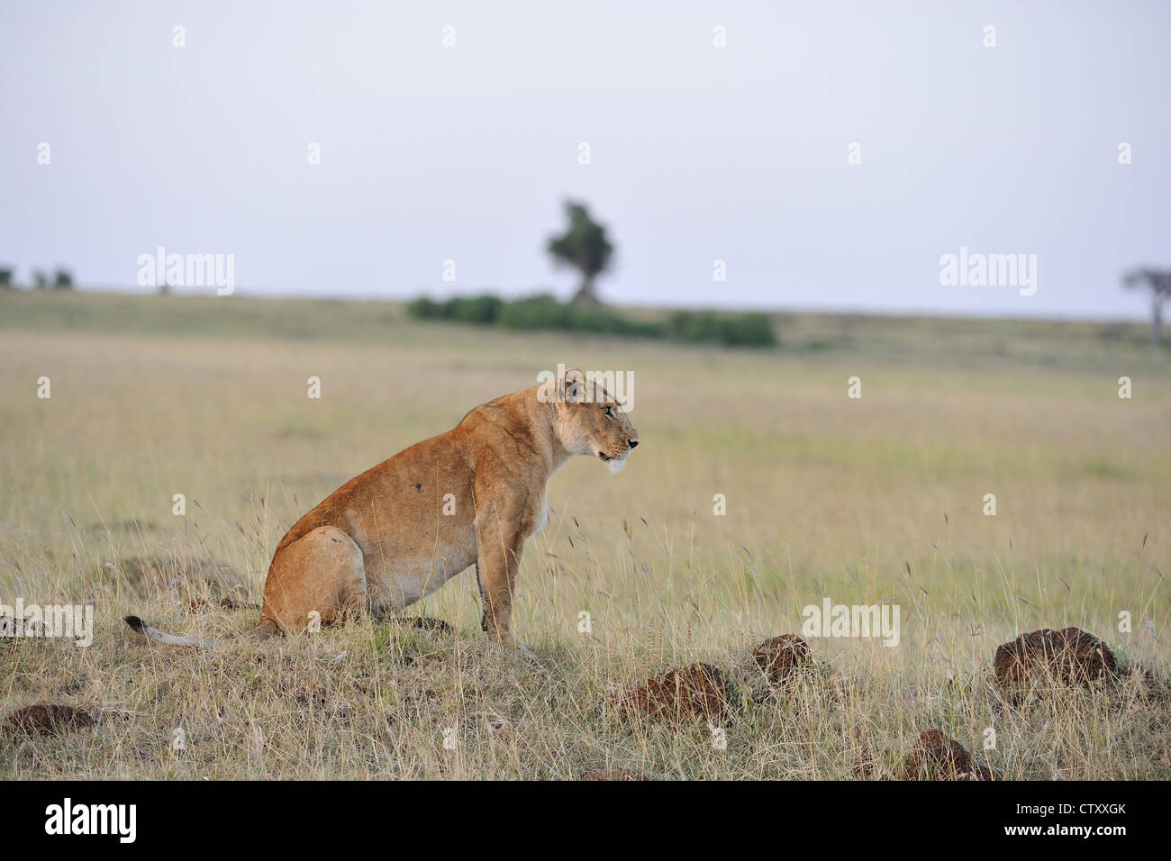 East African Lion - Massai Löwe (Panthera Leo Nubica) weiblichen sitzen in der Savanne Masai Mara- Stockfoto