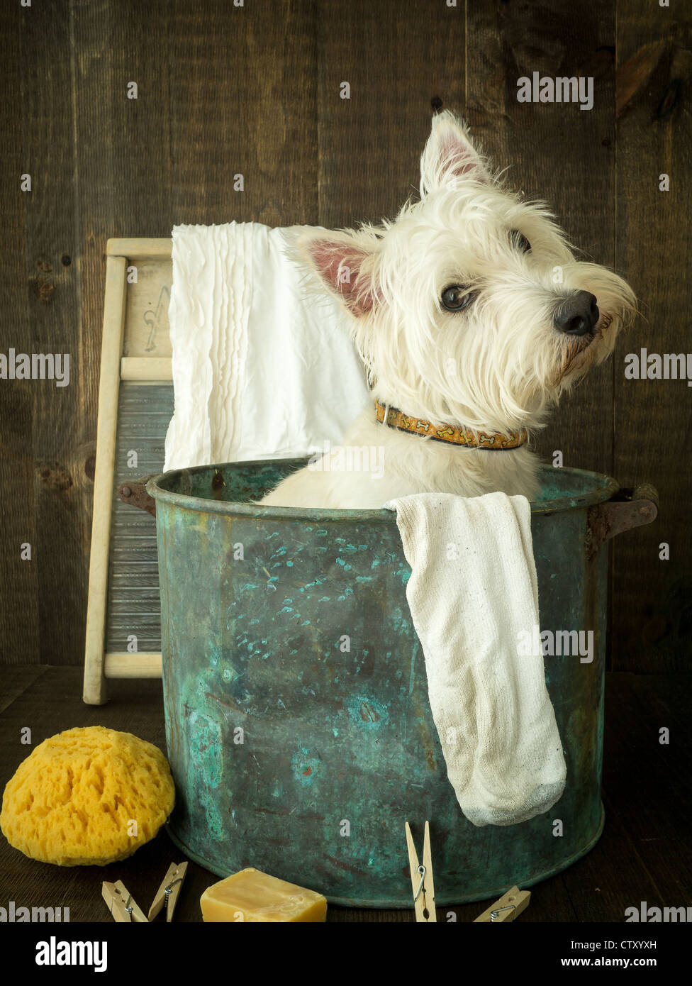 Badezeit für einen süßen kleinen weißen Hund. Stockfoto
